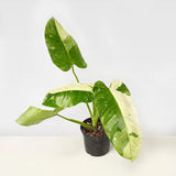 2 Rare Philodendron Live Plants Varieties Collection, Philodendrons Plants Size 5-9 Inc for Indoor Houseplant Décor, Ornamental Tropical Well-Rooted (Most Popular Philodendron Plants)