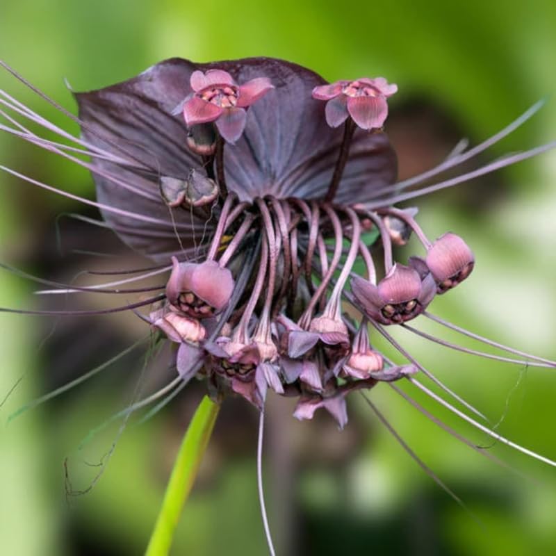 Pack 2 Black Tacca Chantrieri Plants Live, Black Orchid Bat Flower 3-6 Inches, Indoor Houseplant, Outdoor Planting