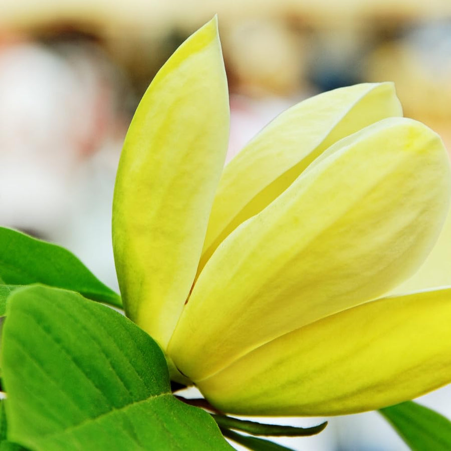 Yellow Magnolia Plant Live, Magnolia Flower Live Plant Pot 2.5'', Shrub Garden