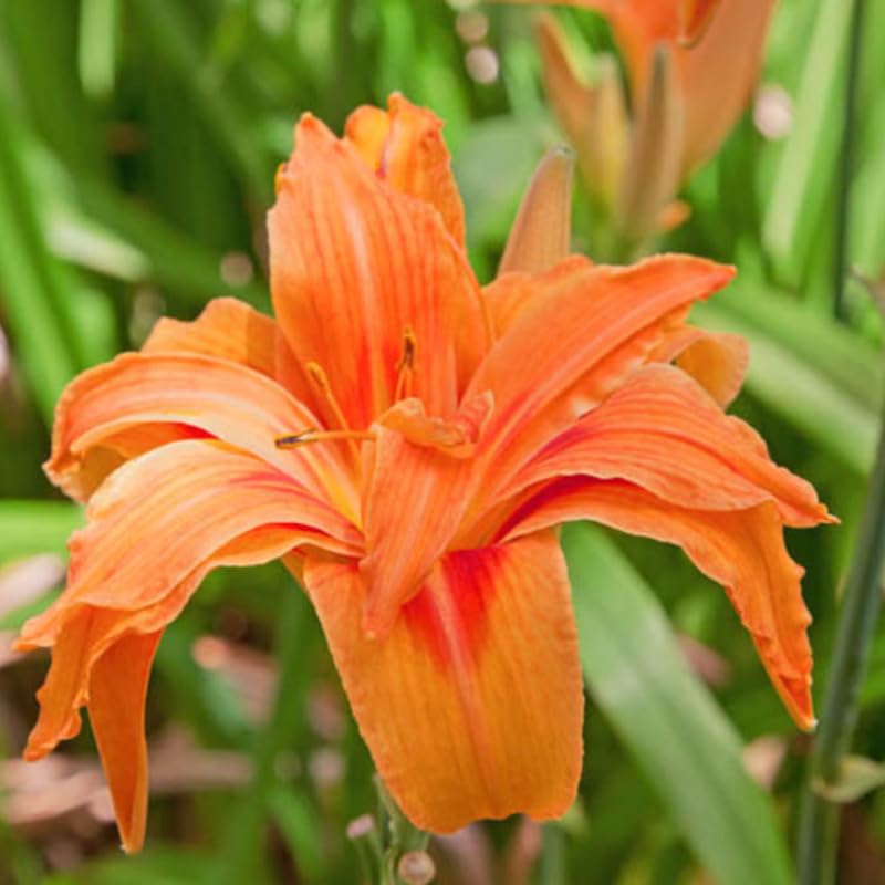 3 Double Orange Daylily Bulbs for Planting, Reblooming Daylilies Roots, Hardy Perennial Flowers Bulbs, Gardens and Borders Planting
