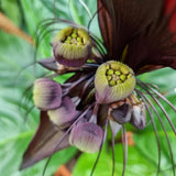 2 Black Bat Flower Live Plants, Bat Orchird Tacca Chantrieri Houseplant 4-6 Inches Tall