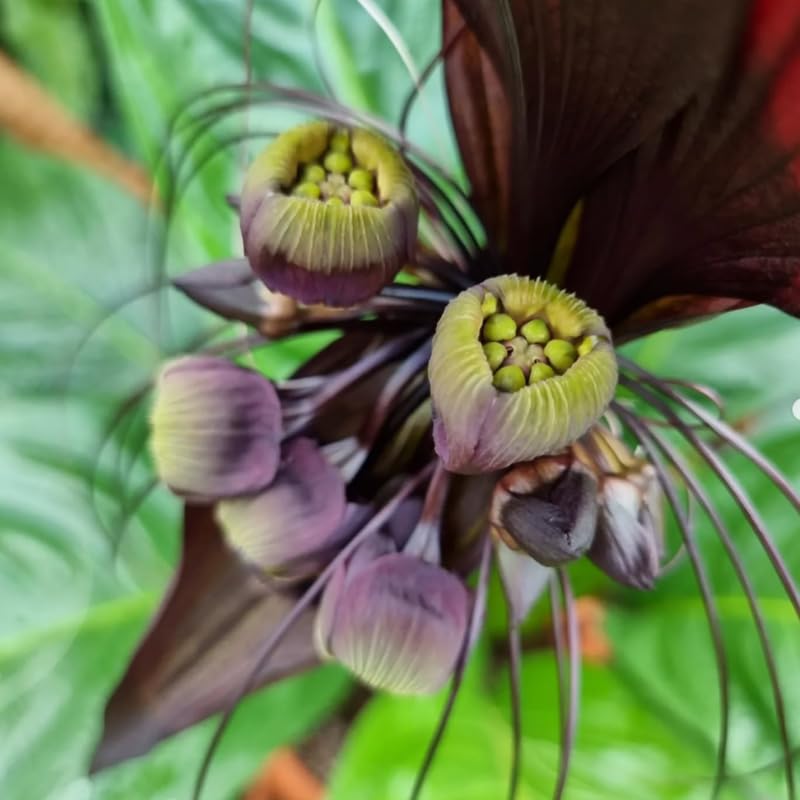 2 Black Bat Flower Live Plants, Bat Orchird Tacca Chantrieri Houseplant 4-6 Inches Tall