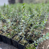 Baby Blue Eucalyptus Plant Live Indoor Outdoor- 5 to 9 Inc Tall No Pot, Fragrant Leaf, Hardy in Winter