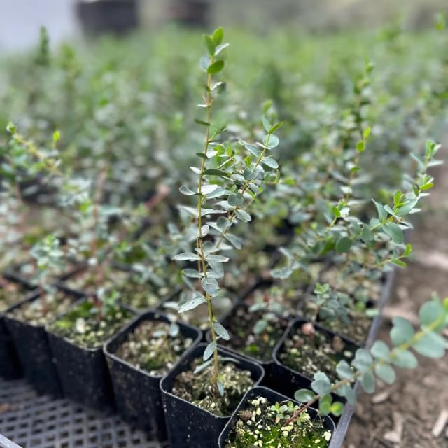 Baby Blue Eucalyptus Plant Live Indoor Outdoor- 5 to 9 Inc Tall No Pot, Fragrant Leaf, Hardy in Winter