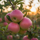 Pink Apple Tree 2–3 Ft Tall, Fruit Apple Tree Plant for Outdoor Garden, Sweet Crisp Apples for Backyard Orchard or Home Garden Growing