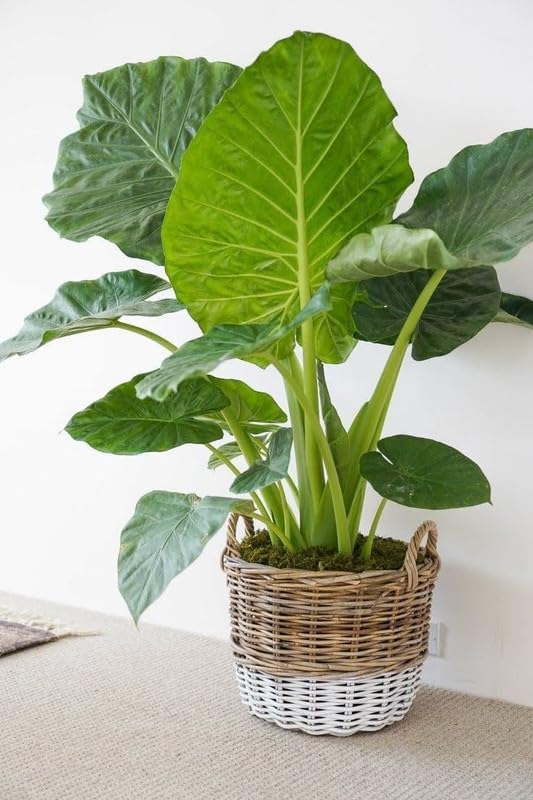Green Colocasia Plants, 3-6" Elephant Ear Esculenta Taro Alocasia Live Plant for Outdoor Planting, Alocasia Plants Bare Root, No Pot, Live Colocasia Houseplant