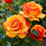Orange Rose Plant Live for Indoor Outdoor Planting, About Rose Bush Live Plant Roses Shrub, Fragrant Rose Flowers Tree Plant