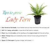 5 Lady Fern Rhizomes Live Plants for Planting, Ferns Live Plants Outdoors Indoors Full Shade, Bare Roots, Fast-Growing