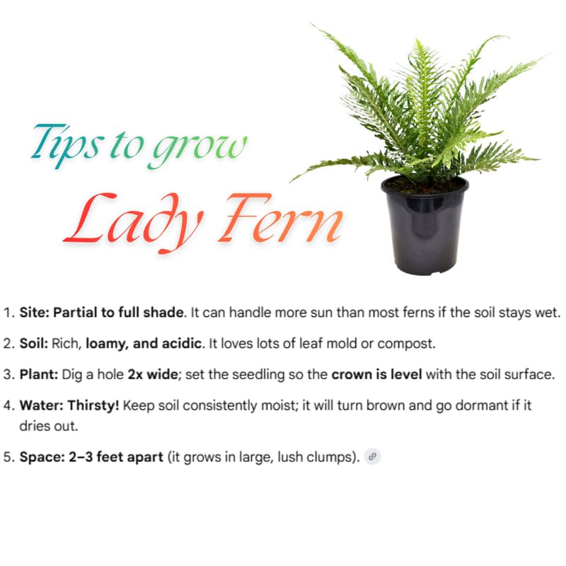 5 Lady Fern Rhizomes Live Plants for Planting, Ferns Live Plants Outdoors Indoors Full Shade, Bare Roots, Fast-Growing