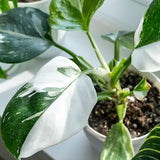 2 White Philodendron Live Plant 5-9" Tall, Rare Tropical Indoor Houseplant Home Garden