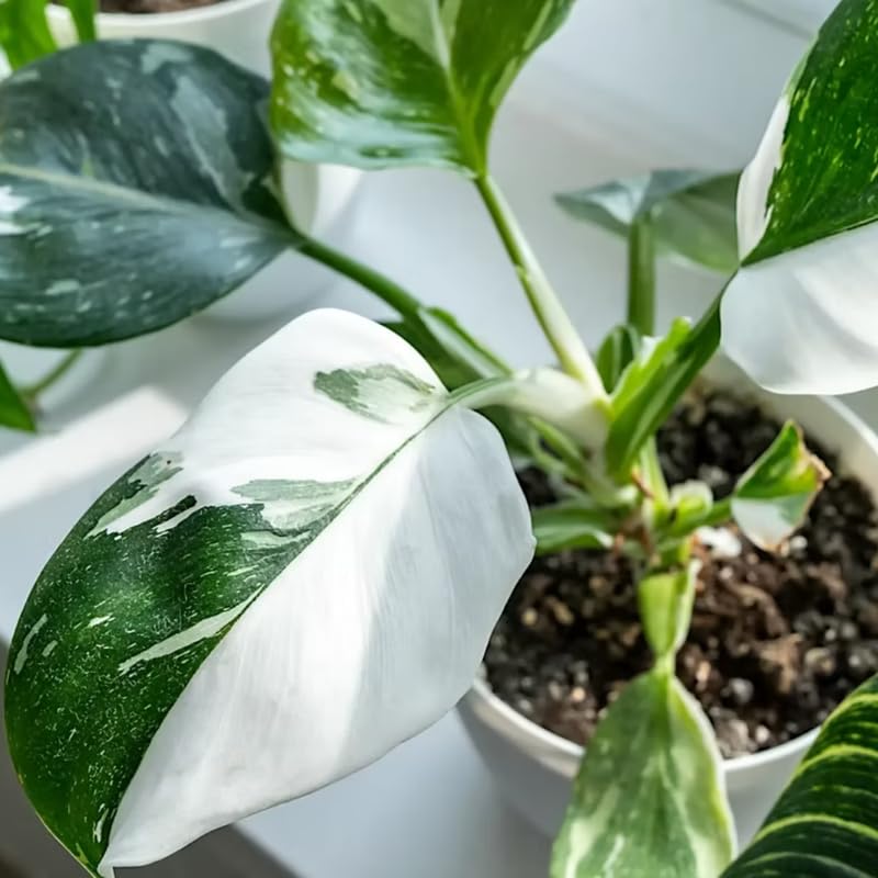 2 White Philodendron Live Plant 5-9" Tall, Rare Tropical Indoor Houseplant Home Garden