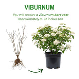 White Viburnum Live Plant, Viburnum Shrubs, 8-12 Inc Tall, Bare Root Plant, Hardy Shrub for Landscaping, Outdoor Garden