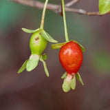 Cherry Grande Live Plant in Half Gallon Pot, 8-12 Inches Tall, Tropical Fruit Bearing Shrub for Outdoor Garden and Home Orchard