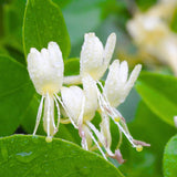 Honeysuckle Vine Live Plant, 6-7" Tall Starter, Climbing Honeysuckle Flowering Vine for Outdoor Garden, Trellis, Fence, or Landscape