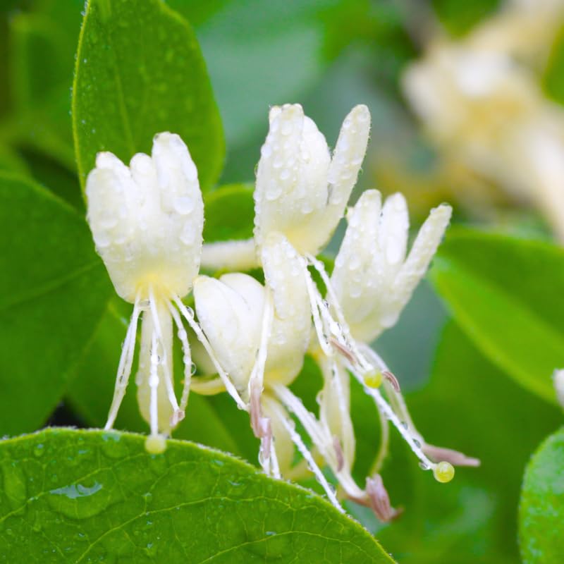Honeysuckle Vine Live Plant, 6-7" Tall Starter, Climbing Honeysuckle Flowering Vine for Outdoor Garden, Trellis, Fence, or Landscape