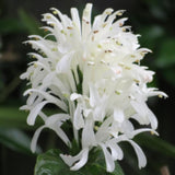 White Shrimp Plant Live, 4-9" Tall, Tropical Houseplant Well-Rooted