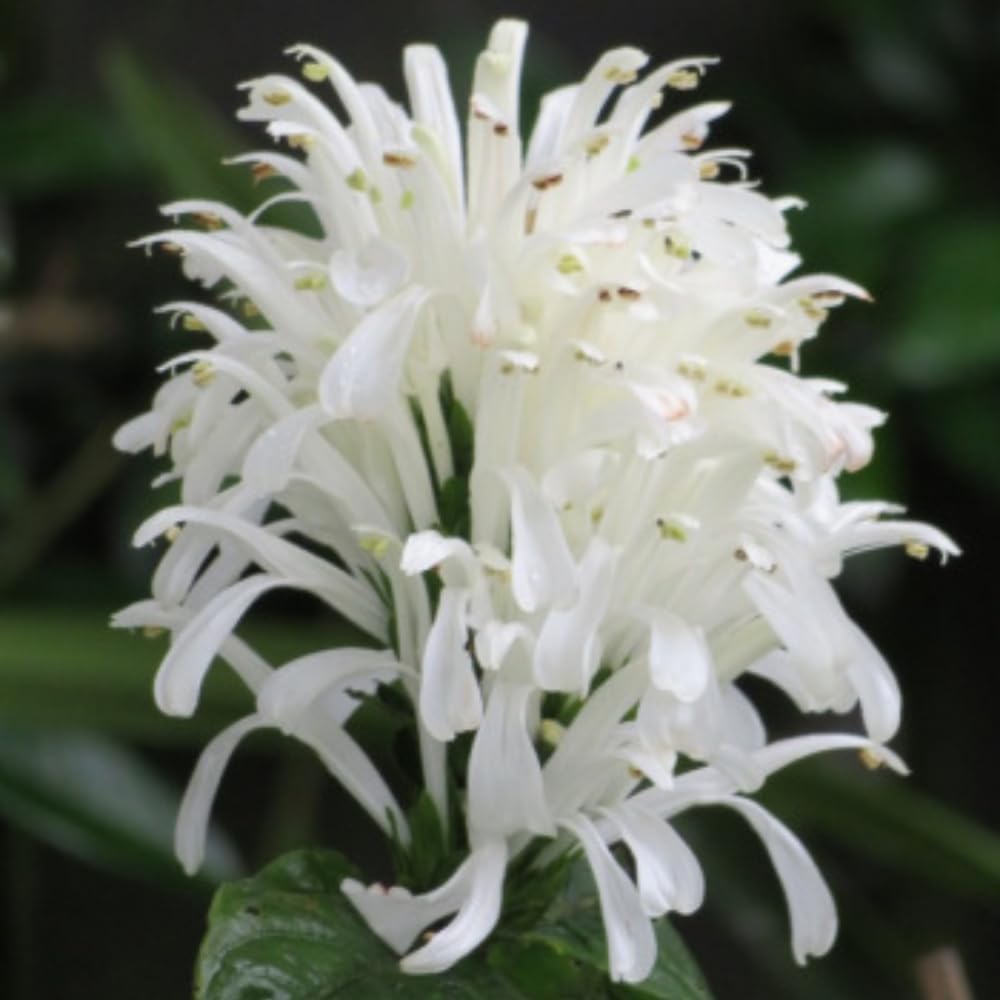 White Shrimp Plant Live, 4-9" Tall, Tropical Houseplant Well-Rooted