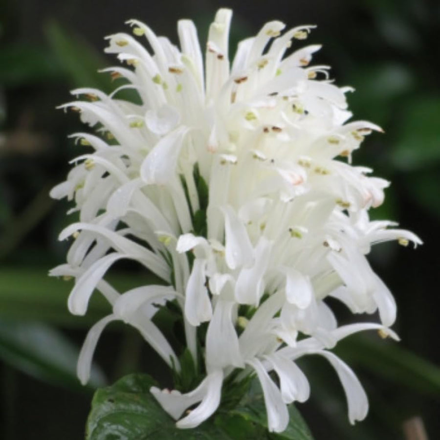 White Shrimp Plant Live, 4-9" Tall, Tropical Houseplant Well-Rooted