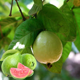 02 Sweet Pink Guava Trees Plants Live, Pink Guava Seedlings Tree Fruit Plant, 4 to 9 Inc Tall