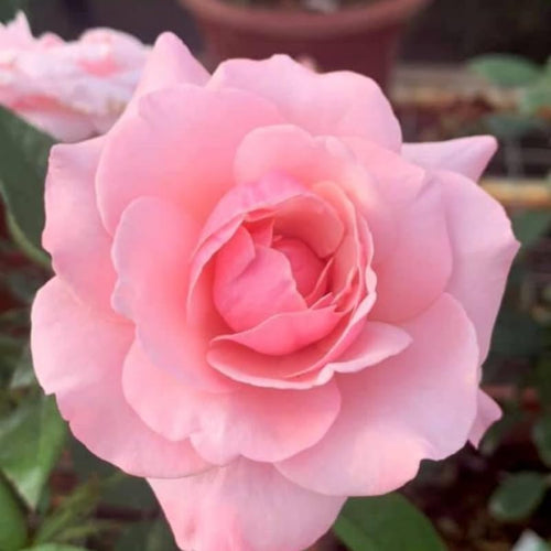 Pink Climbing Roses Live Plants 7 Months Old, Rose Bushes Ready to Plant 5-9" Tall, Very Fragrant, Can Grow As Climber or Bush Tree or Trellises, Walls, Fences