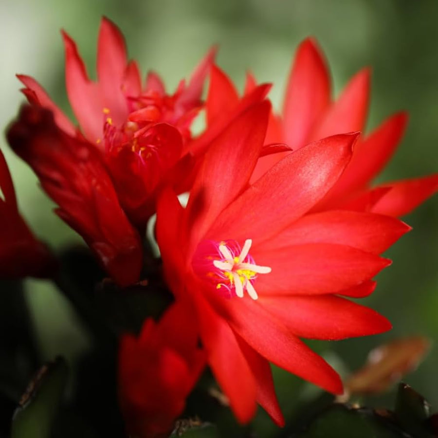 Easter Cactus Plant Live, Spring Cactus Live Plant, 4-8 Inch Height, Holiday Blooms for Outdoor Spaces, No Pot, Bareroot (Red)