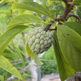 Custard Sugar Apple Tree Live Plant, Annona Squamosa Size 8-10 Inches in Half Gallon Pot, No CA