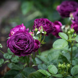 Purple Red Climbing Roses Live Plants 7 Months Old, Rose Bushes Ready to Plant 5-9" Tall, Very Fragrant, Can Grow As Climber or Bush Tree or Trellises, Walls, Fences