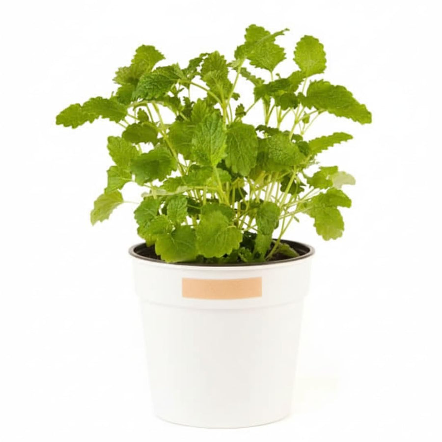 Live Lemon Balm Herb Plant, Fragrant Herb Plant, 6-9 Inches Tall for Growing