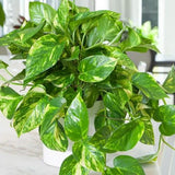 Golden Pothos Live Plant, 4-6" Tall Hanging Houseplant, Pothos Plant for Indoor Outdoors Garden, Live Houseplants Without Pot