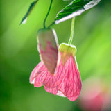 2 Abutilon Plants Live 5-8 Inches Tall - Abutilon Lantern Trailing Hanging Flower Vine Perfect for Enhancing Your Indoor Outdoor Garden (Pink)