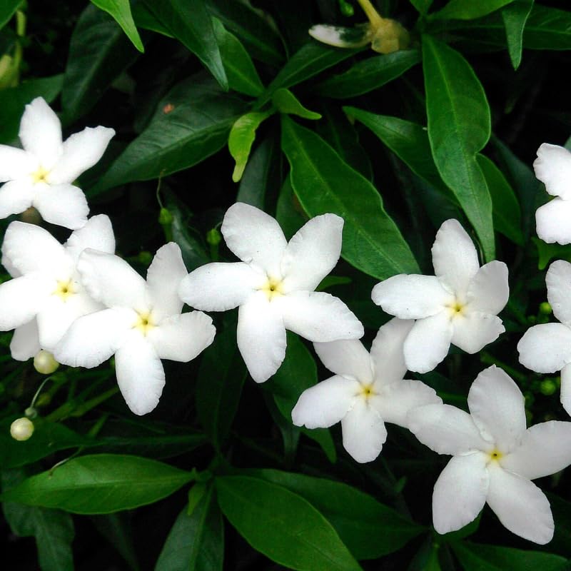 2 Jasmine Plants Live, Pinwheel Jasmine Tree Live Plant Plugs Size, Fragrant White Flower, 2-3 Inches in Tall, No Pot, Fast-Growing