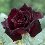Deep Red Black Climbing Roses Live Plants 7 Months Old, Rose Bushes Ready to Plant 5-9" Tall, Very Fragrant, Can Grow As Climber or Bush Tree or Trellises, Walls, Fences