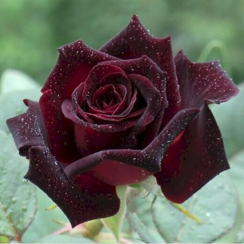 Deep Red Black Climbing Roses Live Plants 7 Months Old, Rose Bushes Ready to Plant 5-9" Tall, Very Fragrant, Can Grow As Climber or Bush Tree or Trellises, Walls, Fences