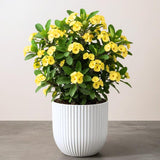 Yellow Crown of Thorns Plant Live, Euphorbia Milii Flowering Succulent Live Plant, 1 Feet Tall, Large Blooms