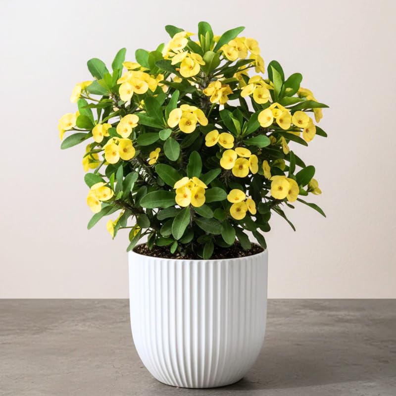 Yellow Crown of Thorns Plant Live, Euphorbia Milii Flowering Succulent Live Plant, 1 Feet Tall, Large Blooms