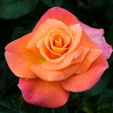 Rose Bush Live Plant - Rose Plant Live Shrub - Bareroot with Soil 5-10 Inch Tall - Fragrant Rose Flowers Heirloom Rose Shrub (Coral Rose)