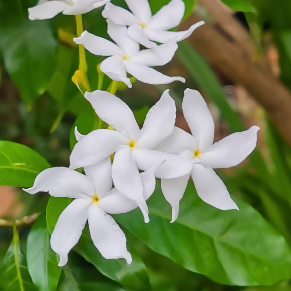 Crepe Jasmine Live Plant, Fragrant Climbing Jasmine Flowering Vine 8-14 Inch, Indoor Outddor Planting