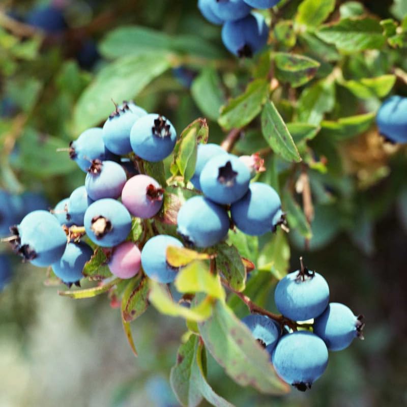 2 Blueberry Plant Live 1 Year Old, Sweet Blueberry Bush Live Plant, Blueberry Tree Live, Blueberries Shrub (Blueray Blueberry Plants)