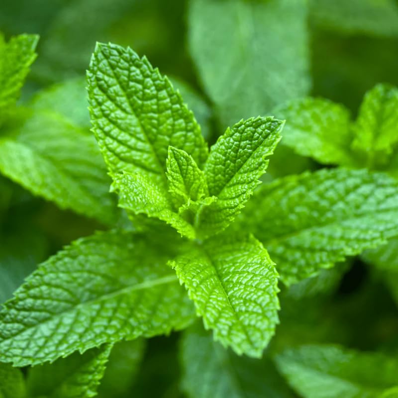 4 Well-Rooted Peppermint Plants for Planting, Easy to Plant, Fragrant Herb - Zone 5 to 9