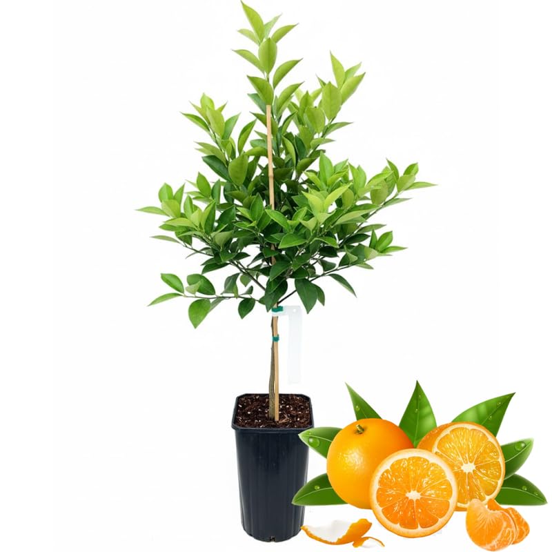 Grafted Sweet Orange Tree Live, 3 to 4 Feet Tall Citrus Fruit Tree for Outdoor Planting