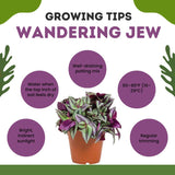 4 Purple Wandering Jew Plants, Live Indoor Plant 3-5 Inches, Colorful Trailing Tradescantia for Home, Office and Hanging Baskets