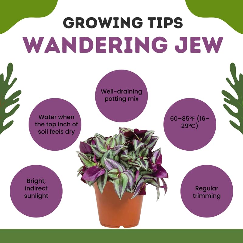 4 Zebrina Wandering Jew Plants, Live Indoor Plant 3-5 Inches, Colorful Trailing Tradescantia for Home, Office and Hanging Baskets