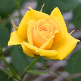 Rose Plant Live Ready to Grow Outdoor Indoor, 7-10 Inch Tall, Heirloom Rose Bush Live Plant for Planting, Repeat Blooming Fragrant Rose (Yellow Rose)