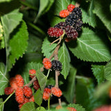 Black Beauty Mulberry Plant Live 2-3 Feet Tall, Black Mulberry Fruit Tree Live Plant, Sweet Mulberries Tree