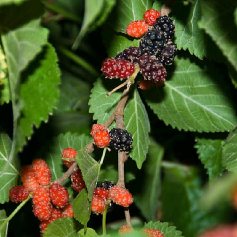 Black Beauty Mulberry Plant Live 2-3 Feet Tall, Black Mulberry Fruit Tree Live Plant, Sweet Mulberries Tree