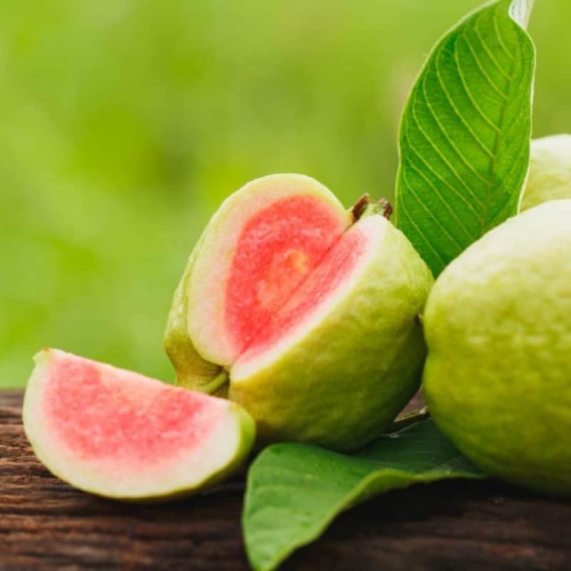 Pink Guava Tree Live Plant, 8 to 15 Inc Tall Guava Tree Cold Hardy, Live Guava Plant Planting Outdoor, No Pot