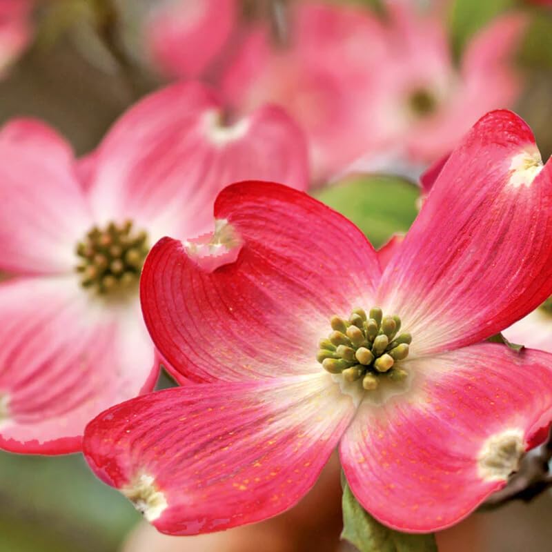 Set 2 Pink Dogwood Trees Shrubs Bushes in 2.5" Pot, 6-12 Inches Dogwood Trees Live Plants for Planting Outside, Flowering Dogwood Tree Plant Live for Outdoor Planting