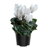 Cyclamen Plant Live, Hardy Flowering Plant with Vibrant Bloom, 5-7 Inches Pot, Outdoor Indoor Houseplant (White Cyclamen)