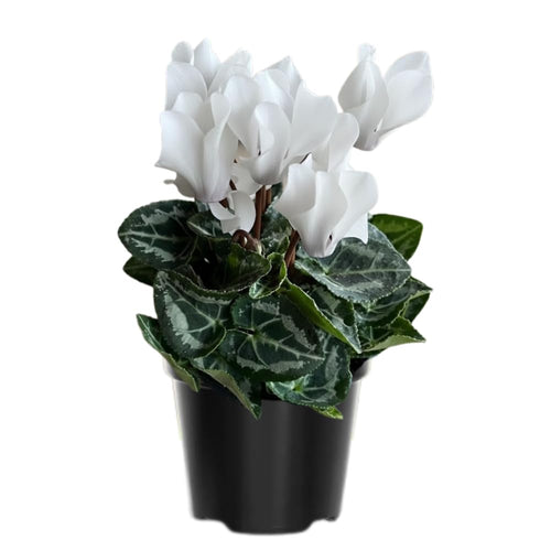 Cyclamen Plant Live, Hardy Flowering Plant with Vibrant Bloom, 5-7 Inches Pot, Outdoor Indoor Houseplant (White Cyclamen)