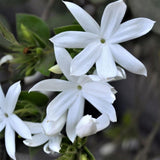 Common Jasmine Plant Live, Arabian Jasmine Flowering Vine Plant 4-9 Inch, Climbing Jasmines Well Rooted Houseplant Indoor Outdoor